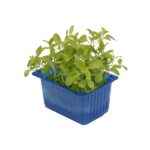 Kresse Honny 16er Schalen Koppert Cress