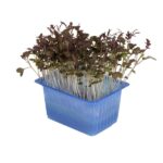 Kresse Kyona Mustard 16er Schalen Koppert Cress