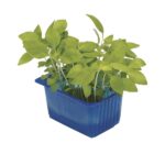 Kresse Limon 16er Schalen Koppert Cress