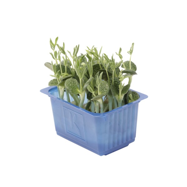 Kresse Lupine 16er Schalen Koppert Cress – Bild 1