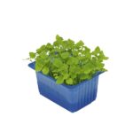 Kresse Melissa 16er Schalen Koppert Cress