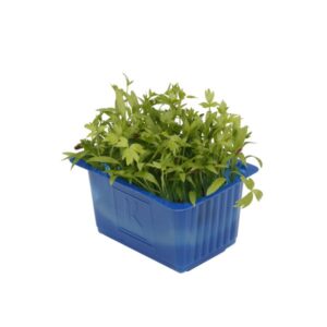Kresse Motti 16er Schalen Koppert Cress