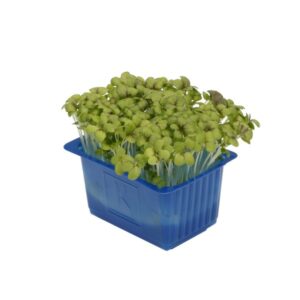 Kresse Musterd 16er Schalen Koppert Cress