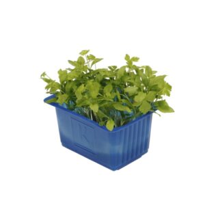 Kresse Persinette 16er Schalen Koppert Cress