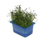 Kresse Rock Chives 16er Schalen Koppert Cress