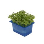 Kresse Rucola 16er Schalen Koppert Cress