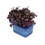 Kresse Sakura 16er Schalen Koppert Cress