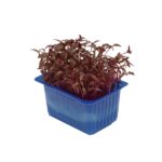 Kresse Scarlet 16er Schalen Koppert Cress