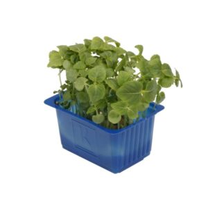 Kresse Shiso Green 16er Schalen Koppert Cress