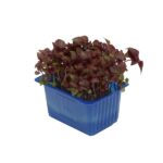 Kresse Shiso Purple 16er Schalen Koppert Cress