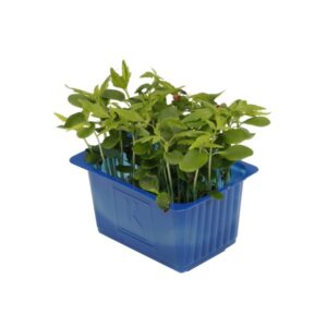 Kresse Tahoon 16er Schalen Koppert Cress
