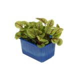 Kresse Vene Cress 16er Schalen Koppert Cress