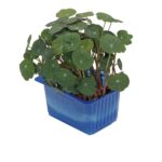 Kresse Zorri 16er Schalen Koppert Cress