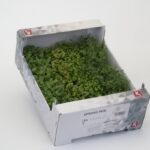 Kresse Spring Mix 16er Schalen Koppert Cress