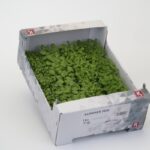 Kresse Sommer Mix 16er Schalen Koppert Cress