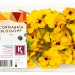 Cornabria Blossom 2x50Stück Koppert Cress