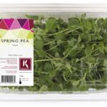 Spring Pea 2x110Stück Koppert Cress