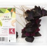 Yka Leaves 2x15Stück Koppert Cress