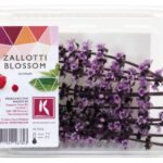 Zallotti Blossom 2x150Stück