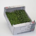Kresse Winter Mix 16er Schalen Koppert Cress