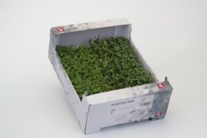 Kresse Winter Mix 16er Schalen Koppert Cress