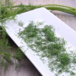 Dill 1kg TK Melzer