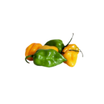 Gelbe Habaneros Chilis 2kg
