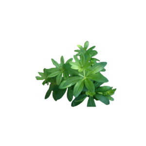 Waldmeister Saisonaler Artikel