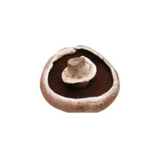 Pilze Champignons Portobello ca 2kg