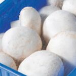 Pilze Champignons Riesen