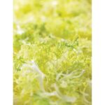 Frisee geschnitten 5mm