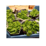 Brunnenkresse im Bund