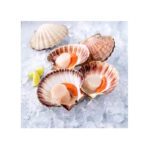 Jacobsmuschel Tiefsee Scallops 1kg TK Mas Mar
