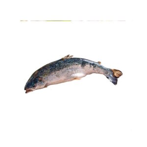 Lachs mit Kopf Frisch