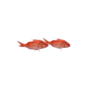 Meerbarbe rote 1kg / 900g ATG TK Mas Mar