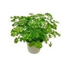 Petersilie im Topf