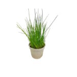 Schnittlauch im Topf