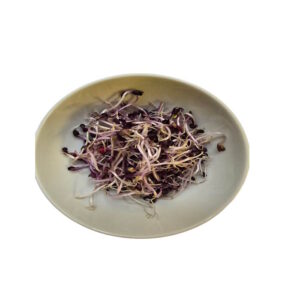 Sprossen Sango "rote Radieschen" 50g