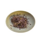 Sprossen Rotkohl 50g