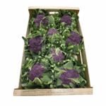 Kohl Blumenkohl violett "saisonaler Artikel"