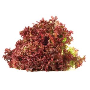 Salat Lollo Rossa