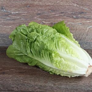 Salat Römersalat