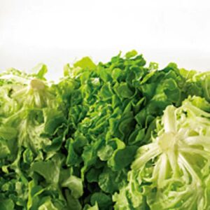 Salat Eichblatt grün