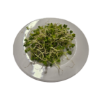 Sprossen Rettich 100g