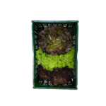 Salat Quadro 8er ohne Frisee