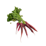 Rettich rot "saisonaler Artikel"