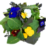 Salat Wildkräutersalat mit Blüten 250g