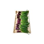 Lauchzwiebeln ROT 14 Bund "saisonaler Artikel"