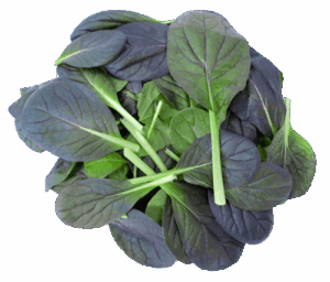 Salat roter Pakchoi 4x 250g gewaschen