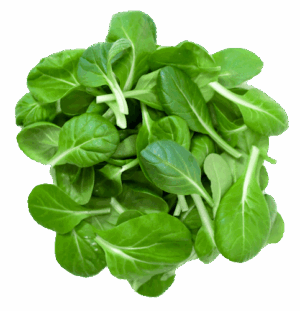 Salat Tatsoi 250g gewaschen